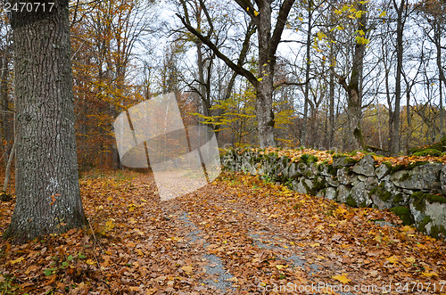 Image of Autumnal country road