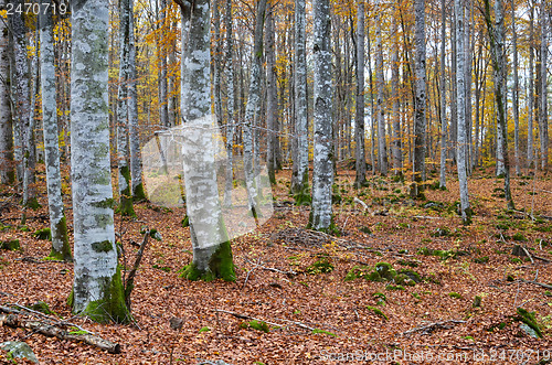 Image of Beech forest view