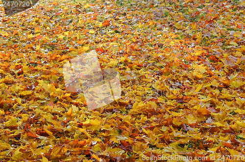 Image of Maple leaves