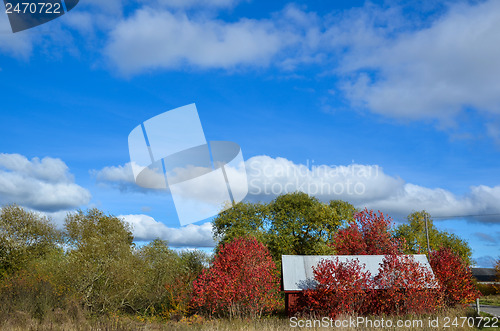 Image of Red fall colors