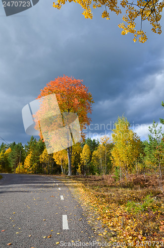 Image of Glowing aspen