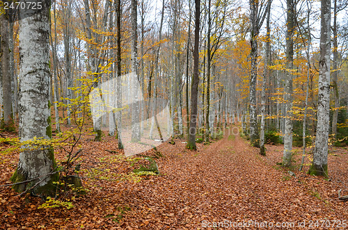 Image of Country road view