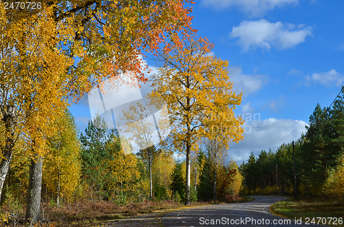 Image of Fall aspens