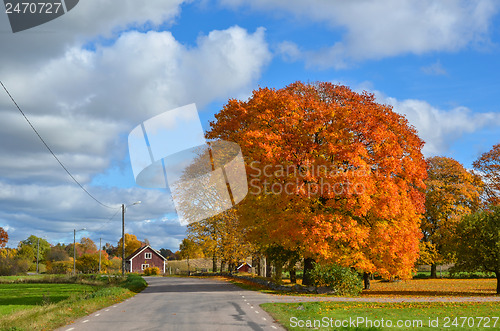 Image of The Big Maple