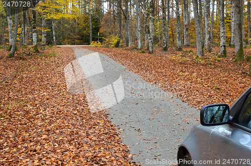 Image of Autumnal drive