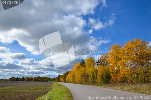 Image of Roadside aspens at fall