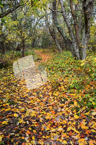 Image of Colorful footpath