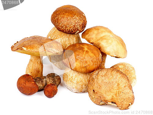 Image of Forest Mushrooms