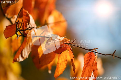 Image of Autumn background