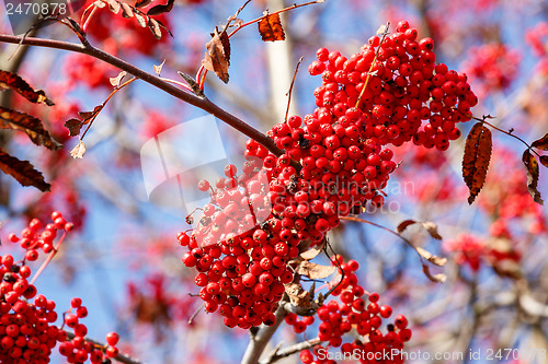 Image of detail of Rowan Berries (Sorbus aucuparia)