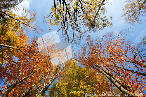 Image of autumn trees on blue sky