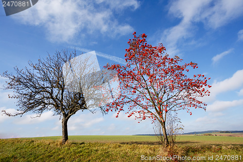 Image of tree of Rowan Berries (Sorbus aucuparia)