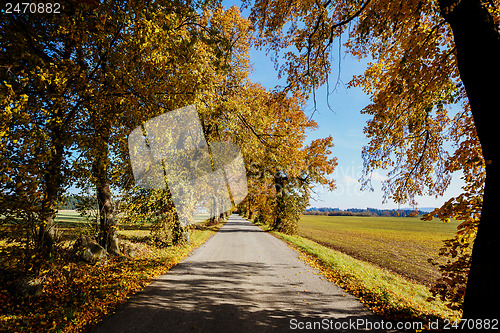 Image of rural Road in the autumn with yellow trees