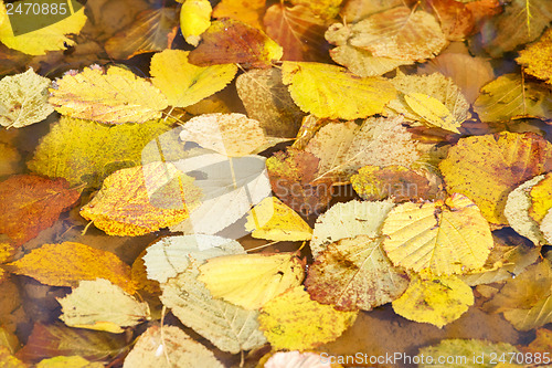 Image of autumn leaves in water