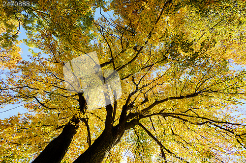 Image of autumn trees on blue sky