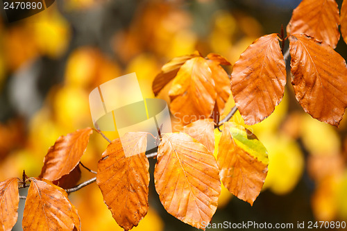 Image of Autumn background