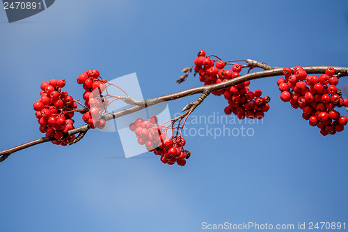 Image of detail of Rowan Berries (Sorbus aucuparia)