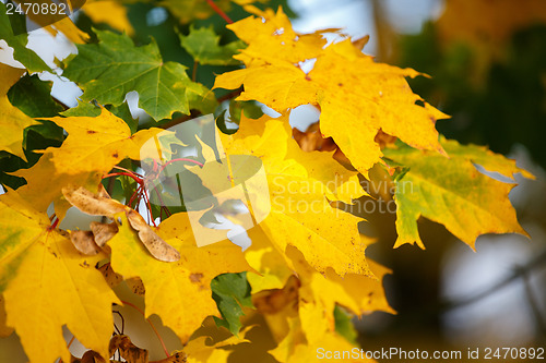 Image of Autumn background