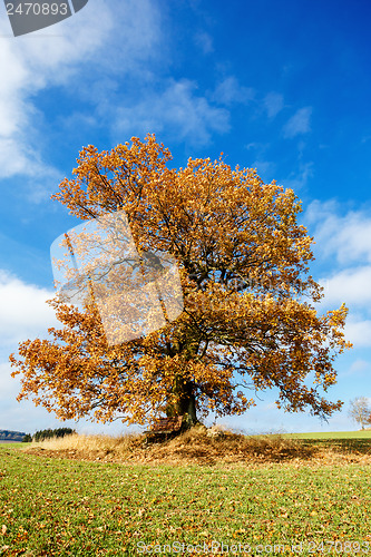 Image of alone orange autumn tree on a green field