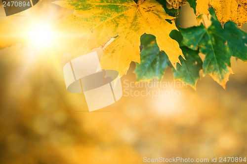 Image of autumn leaves with sunlight and bokeh