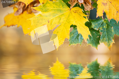 Image of autumn leaves, reflecting in water