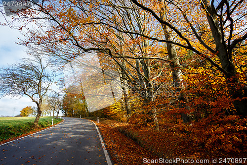 Image of rural Road in the autumn with yellow trees