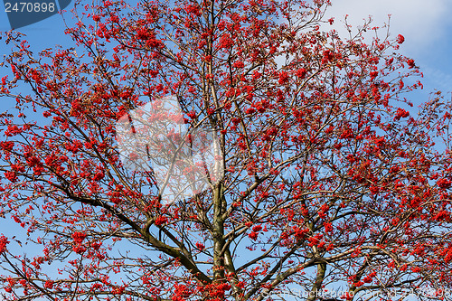 Image of tree of Rowan Berries (Sorbus aucuparia)