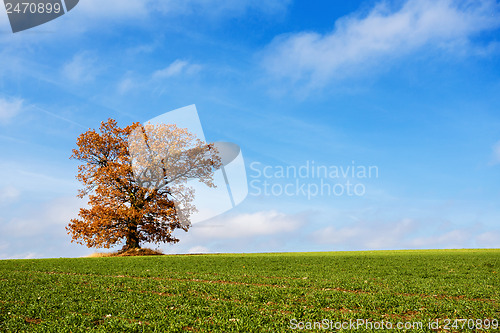 Image of alone orange autumn tree on a green field