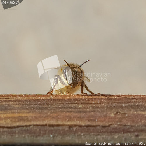 Image of Bee insect