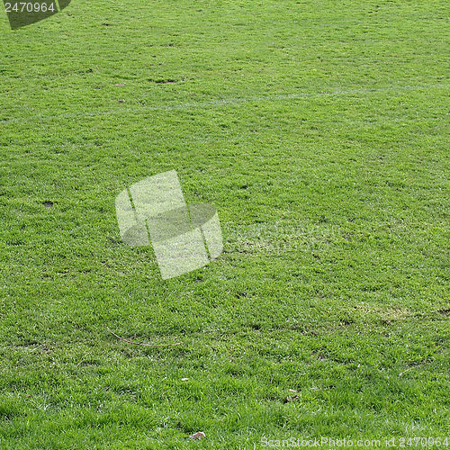 Image of Meadow