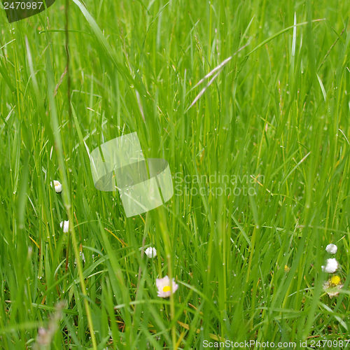 Image of Grass meadow