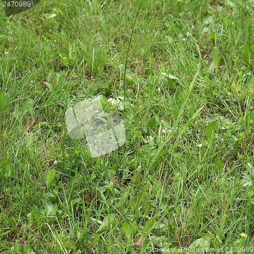 Image of Grass meadow