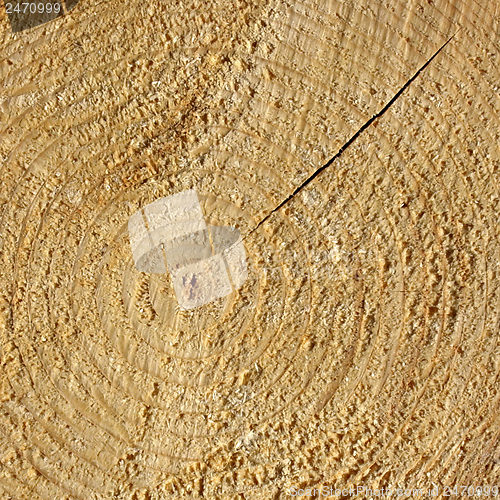 Image of Wood rings