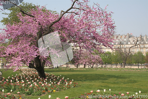 Image of Flowers in Tuillier garden