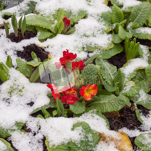 Image of Primrose flower