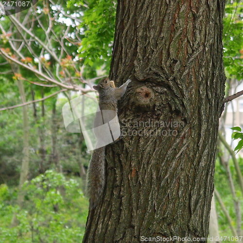 Image of Squirrel