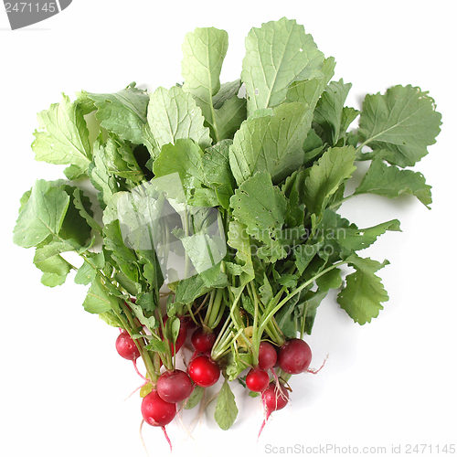 Image of Radish vegetables