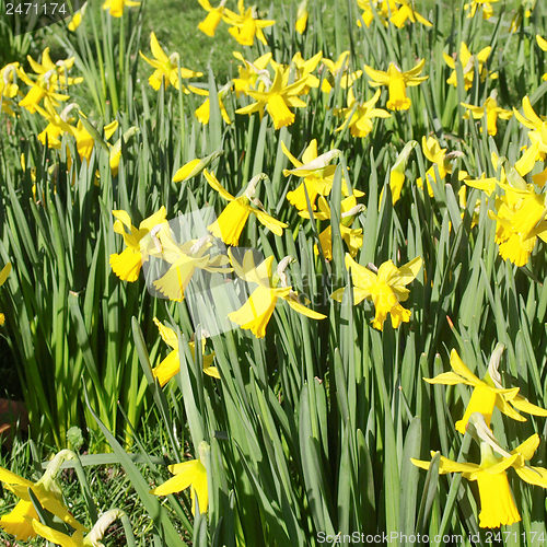 Image of Daffodils picture