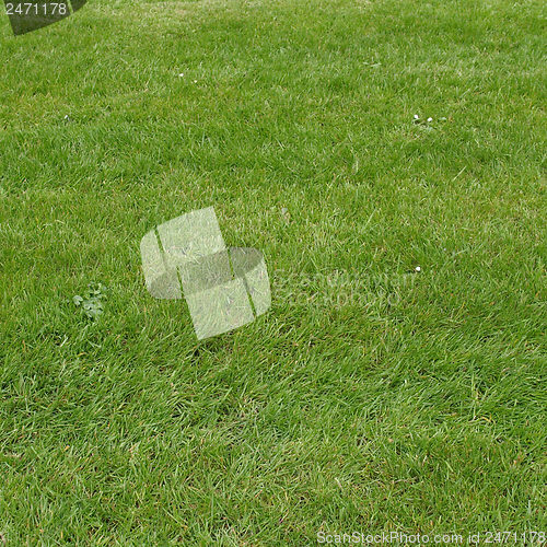 Image of Grass meadow