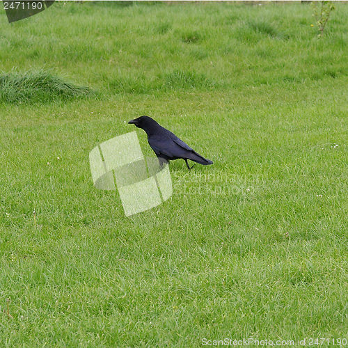 Image of Black crow