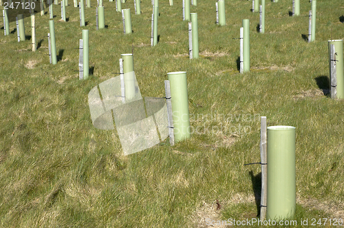 Image of New Trees