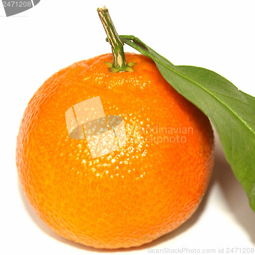 Image of Tangerine picture