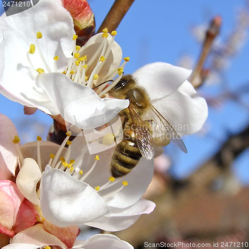 Image of Bee fetching nectar from flower