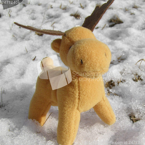 Image of Deer picture