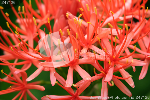 Image of Red flowers