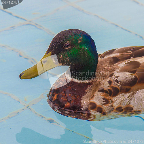 Image of Duck bird