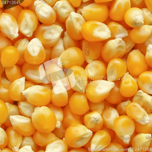 Image of Maize corn