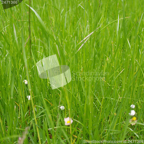 Image of Grass meadow