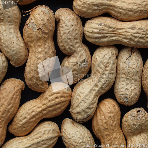 Image of Peanut picture