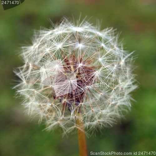 Image of Dandelion picture